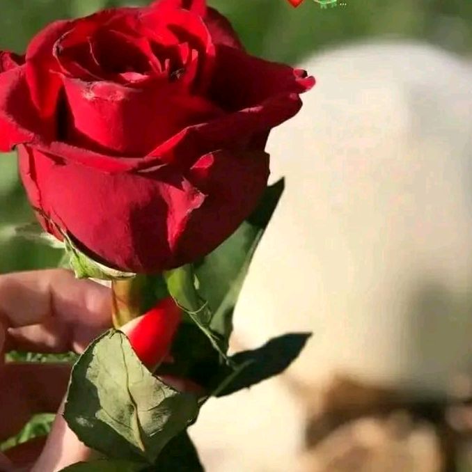 @lailal1234