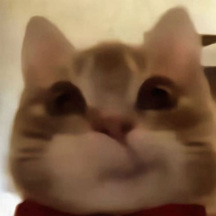 @pspspspspspspsmeow