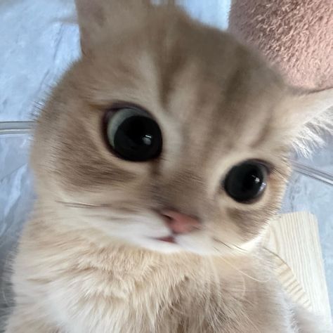 @syfnzshrm