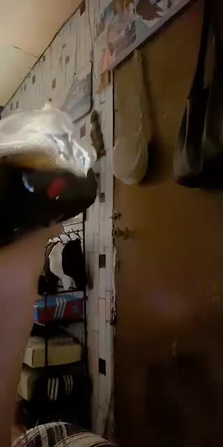 TikTok live: 4days before my bday by @x.iecy_