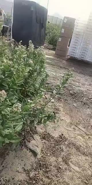 @lusabanticaguti TikTok live from 2026-04-30