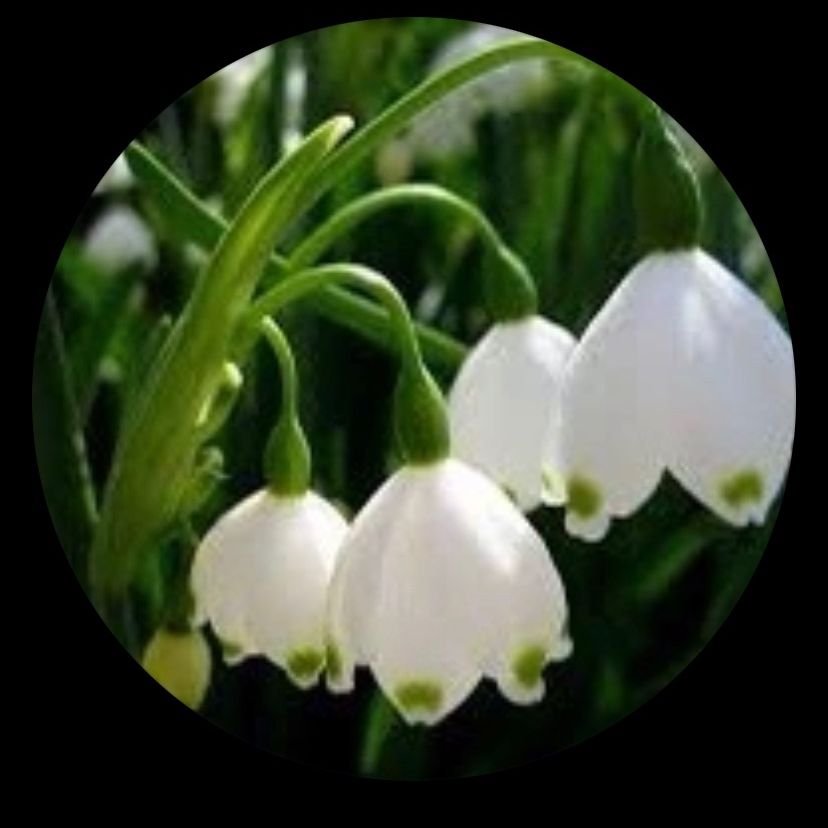 @230584milla