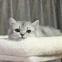 @35nyan8