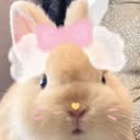 @_bunnymily