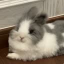@_lovecutebunny