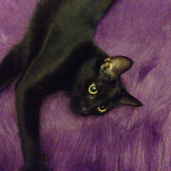 @alexblackcatt