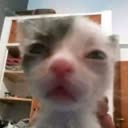 @ayaumeowws
