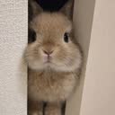 @bambisbunny
