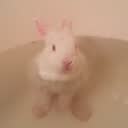 @bunnfinn
