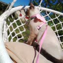 @calista.clin