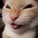 @calonngubernurr