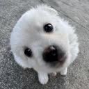 @donggae2