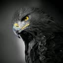 @el.halcon..negro.19