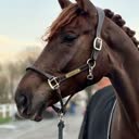 @f_dressage5