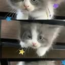 @fallinlovewithcutiecat