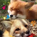 @fallinlovewithkitsune