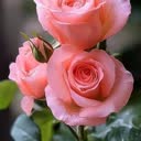 @fatifati120001
