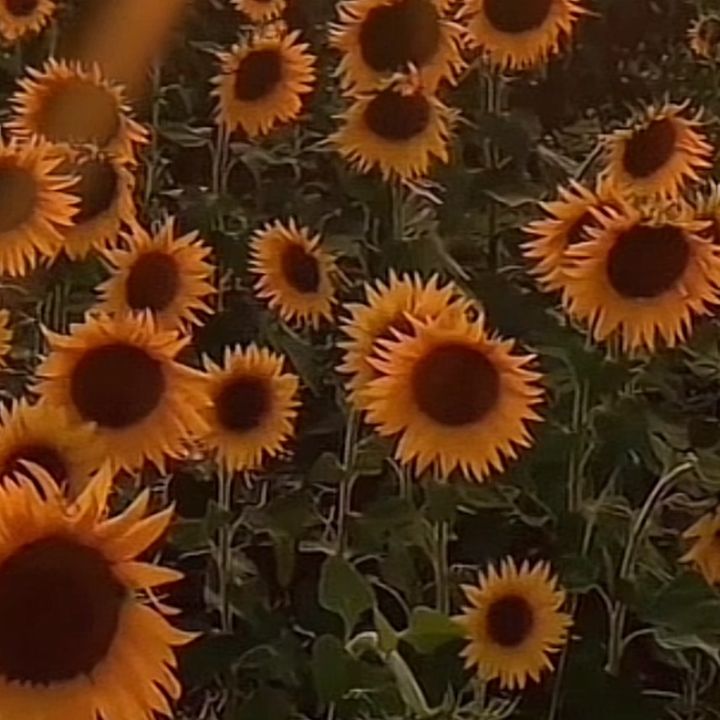@fieldwithflowersyes