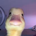 @fqhhhhhhh