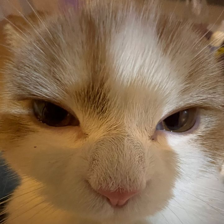 @herluzn2
