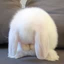 @iiluvbuni