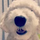 @iwatesan22