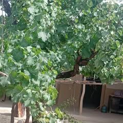 @jamila.jamila8581