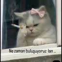 @kedigizem3