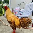 @kh.nguyn133