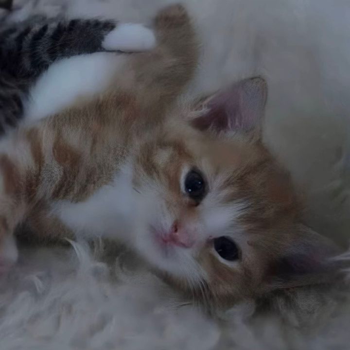 @kl4ud1e