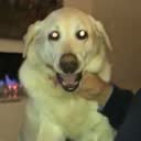 @labradors_arethebestdogs