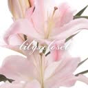 @lilyxcloset