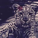 @magah586