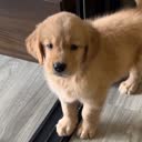 @matcha_golden