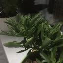 @meolifsy9rf