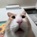 @mi3catss