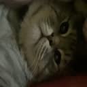 @moomowmeow1
