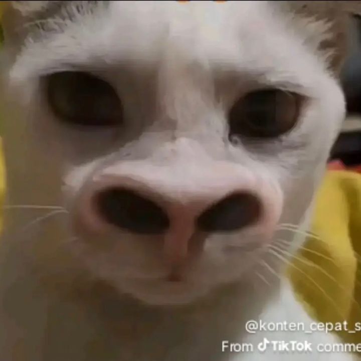 @mrsijaae
