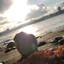 @nakajimatyo