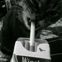 @nikxlciq