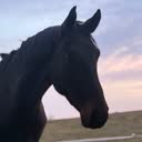 @patqa..equine