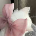 @pinkyy21_3