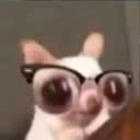 @puppicats