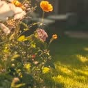 @thimaybe0