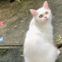 @ticerar