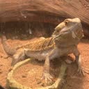 @urfavbeardeddragon