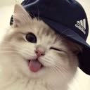 @user8782270721916