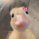 @userspami