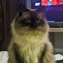@vazt3rd1