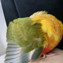 @ysiodyzio.the.bird